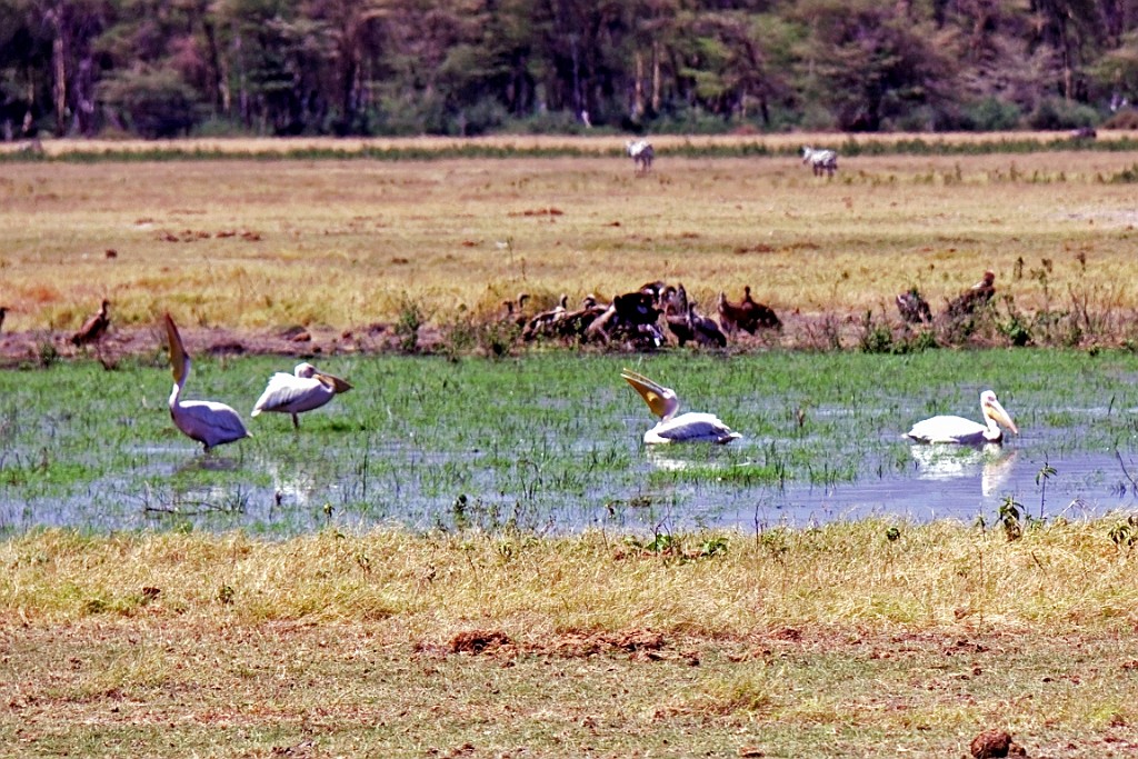 Kenia (182).jpg